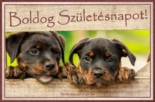 Rotweiler kiskutyk szletsnapra (500 x 329)
