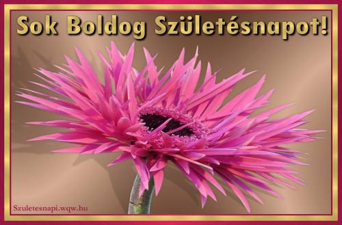 Rzsaszn gerbera, szlinapi kp nknek